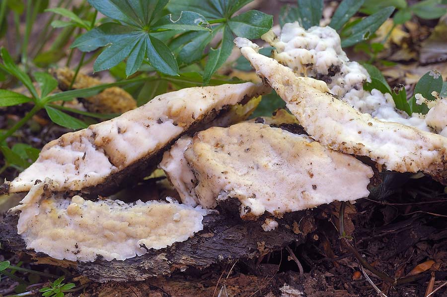 Cr.biancastra su legno bagnato-foto7323(Rigidoporus undatus)
