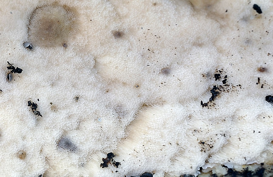 Cr.biancastra su legno bagnato-foto7323(Rigidoporus undatus)