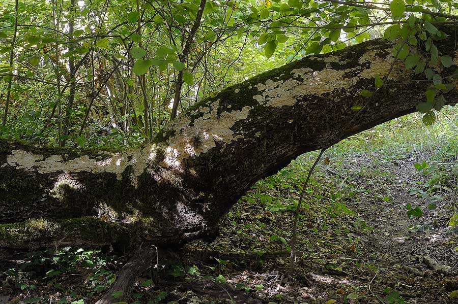 Crosta su muschio - foto 7625 (Phlebia rufa)