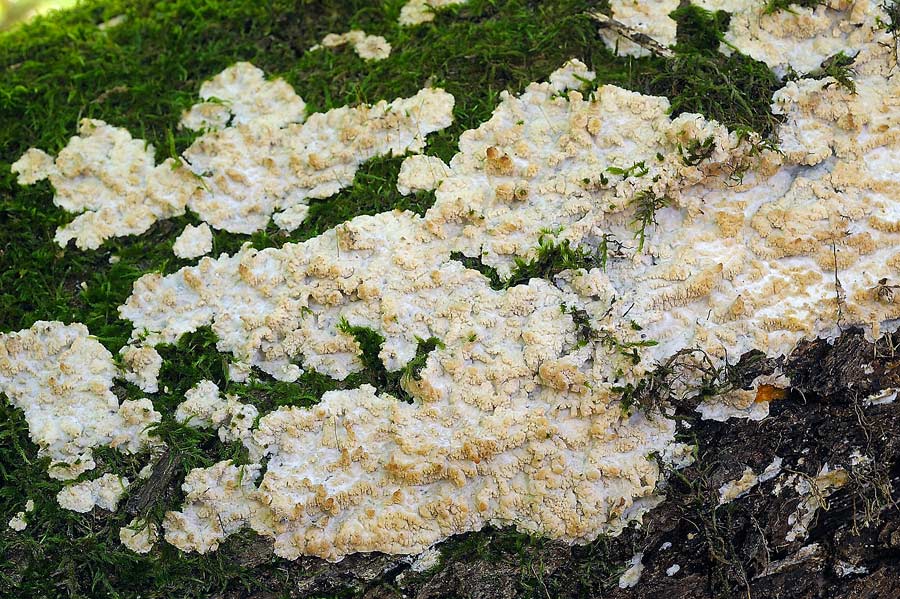 Crosta su muschio - foto 7625 (Phlebia rufa)