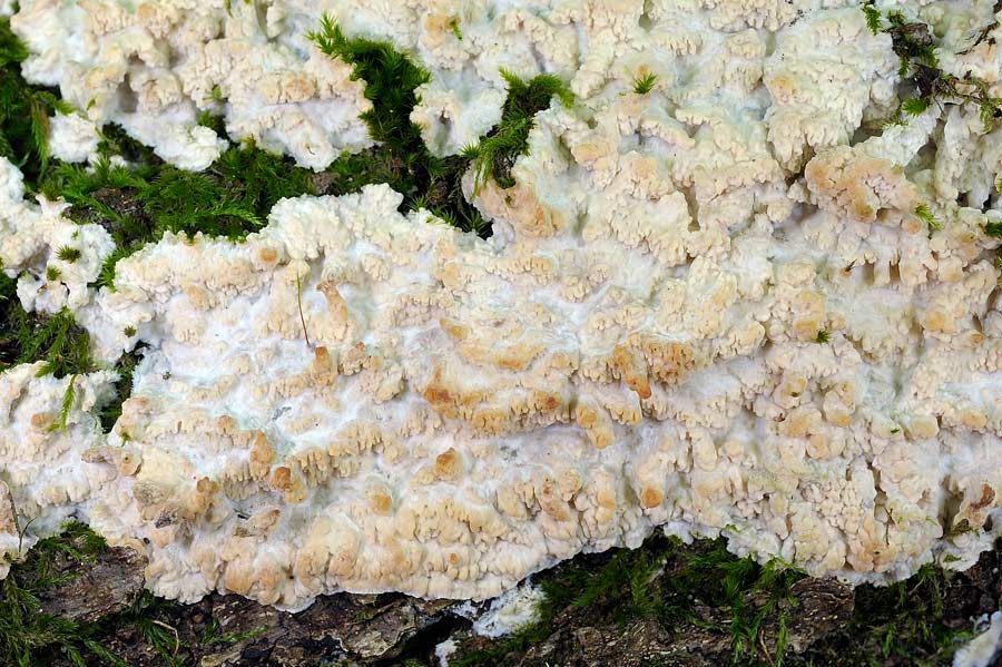 Crosta su muschio - foto 7625 (Phlebia rufa)