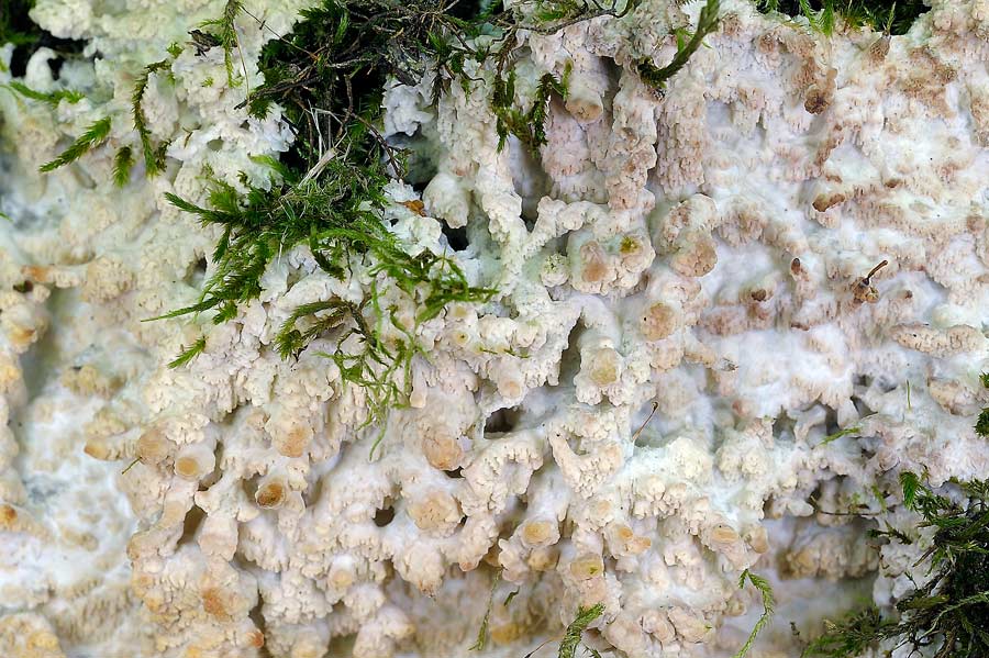 Crosta su muschio - foto 7625 (Phlebia rufa)