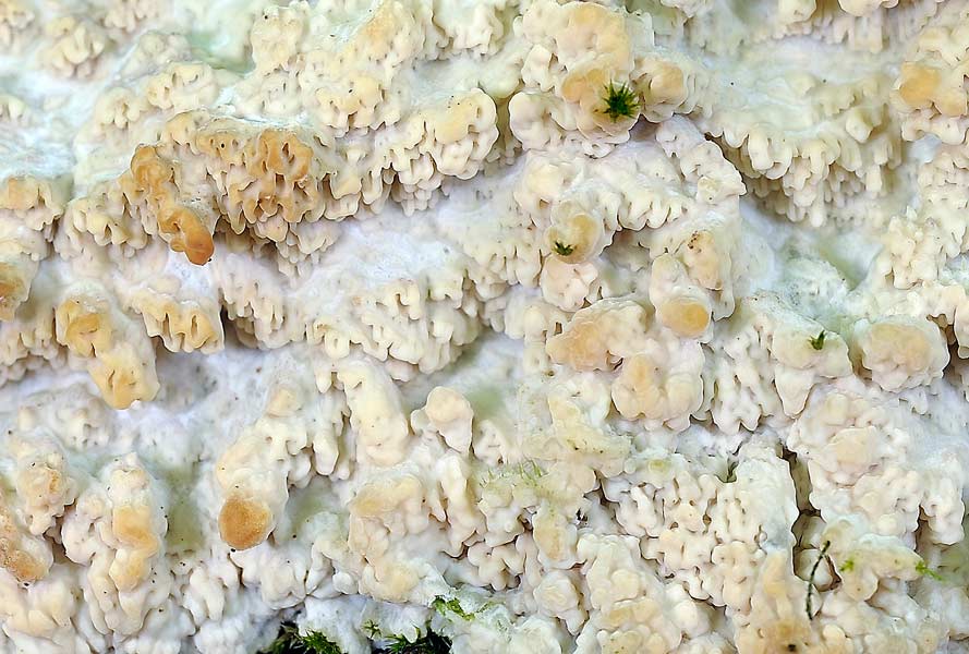 Crosta su muschio - foto 7625 (Phlebia rufa)