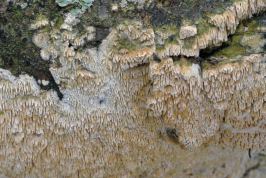 Probabile Phlebia rufa - foto 7802 (Schizopora paradoxa)
