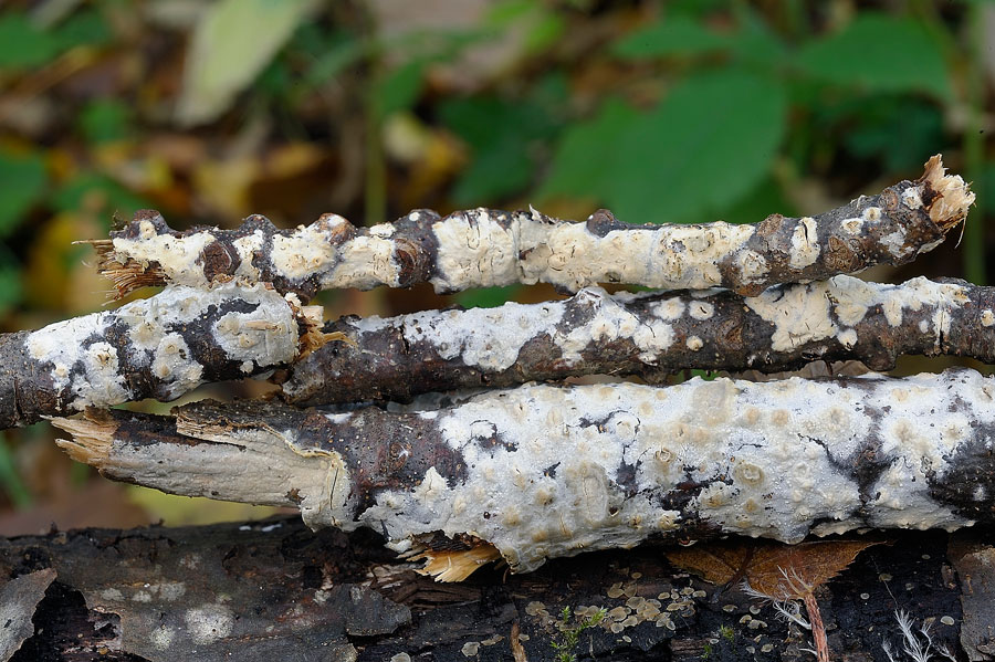 Su rametto di carpino-foto 8140 (Gloeocystidiellum porosum)