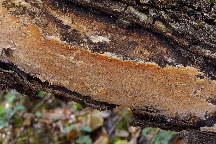 Crosta ocracea con denti - foto 8310 (Phlebia rufa)