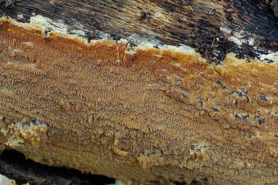 Crosta ocracea con denti - foto 8310 (Phlebia rufa)