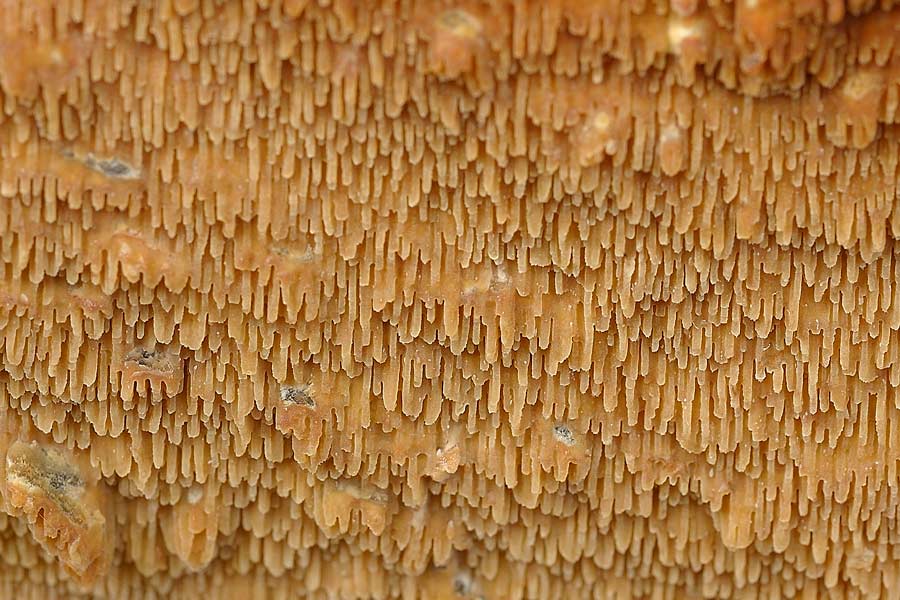 Crosta ocracea con denti - foto 8310 (Phlebia rufa)