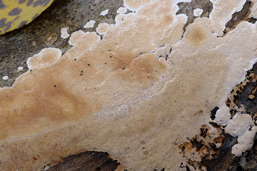 Crosta che ricorda Junghuhnia nitida - foto 8455 (J. Nitida)