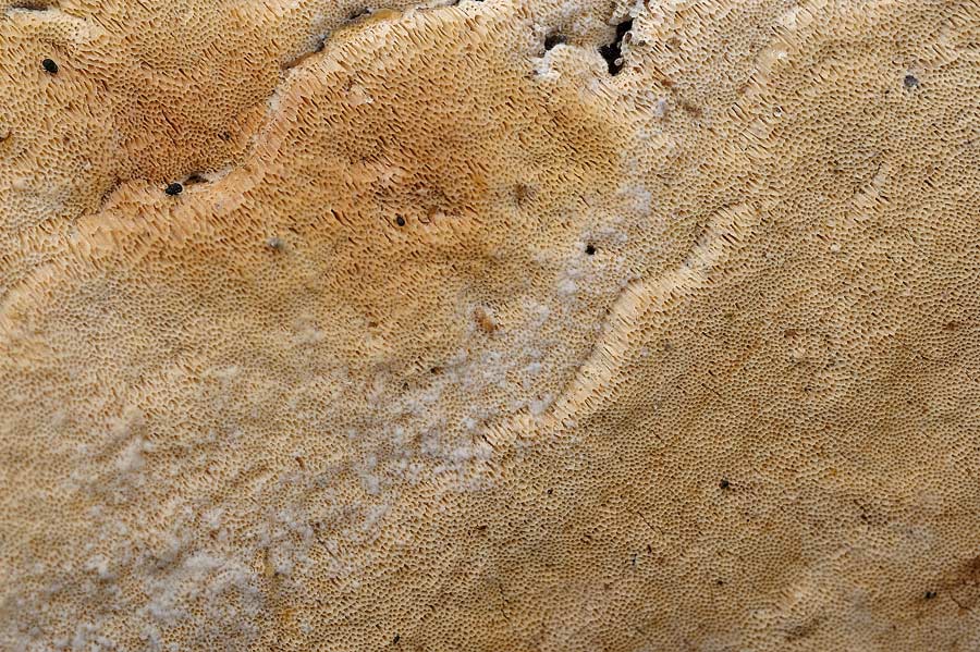 Crosta che ricorda Junghuhnia nitida - foto 8455 (J. Nitida)