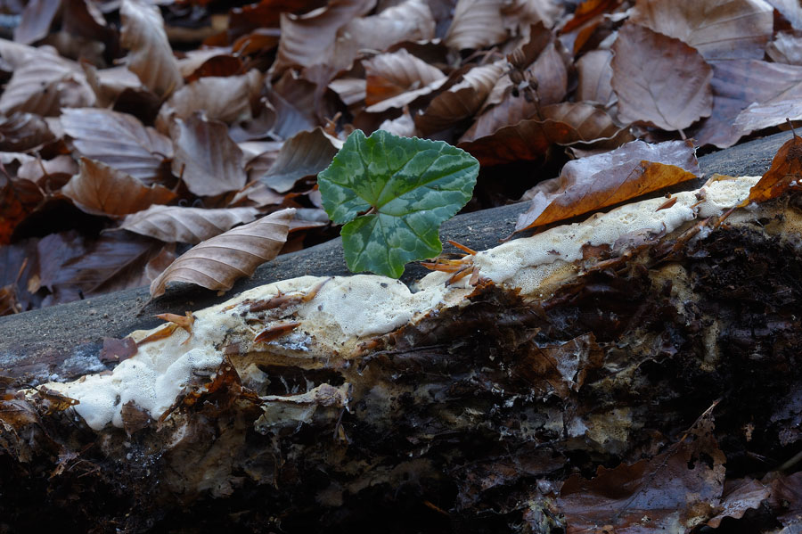 Forse una Postia sp.? - foto 8485 (Antrodia pulvinascens)