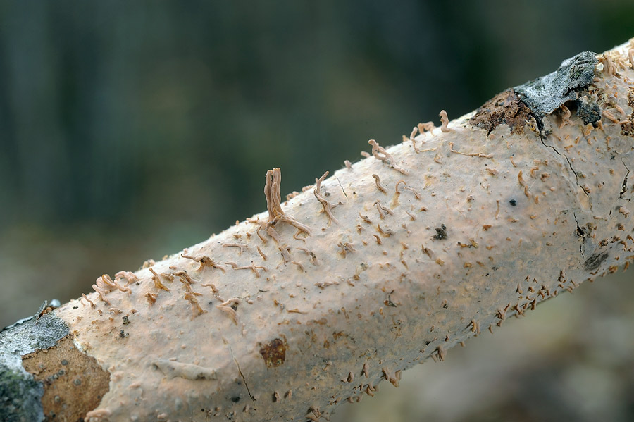 Forse un Hyphoderma con uncini?-foto 8606 (Peniophora laeta)