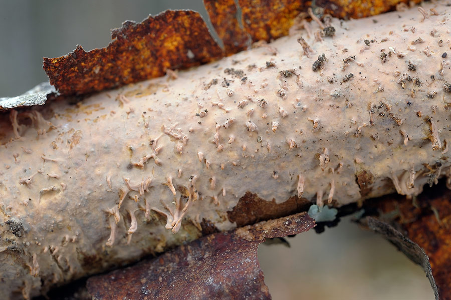 Forse un Hyphoderma con uncini?-foto 8606 (Peniophora laeta)