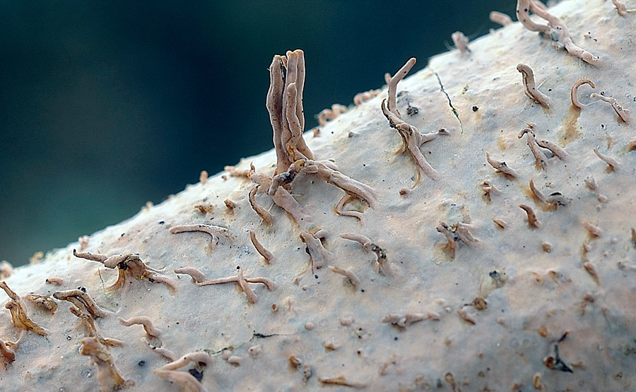 Forse un Hyphoderma con uncini?-foto 8606 (Peniophora laeta)