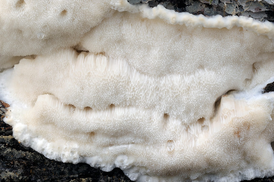 Bella,candida,soffice..-foto8612 (Parmastomyces mollissimus)