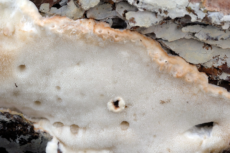 Bella,candida,soffice..-foto8612 (Parmastomyces mollissimus)