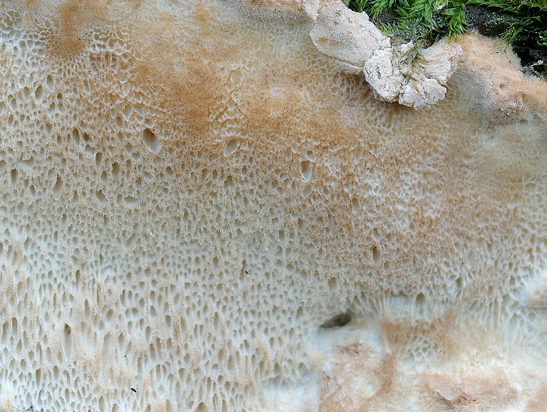 Bella,candida,soffice..-foto8612 (Parmastomyces mollissimus)