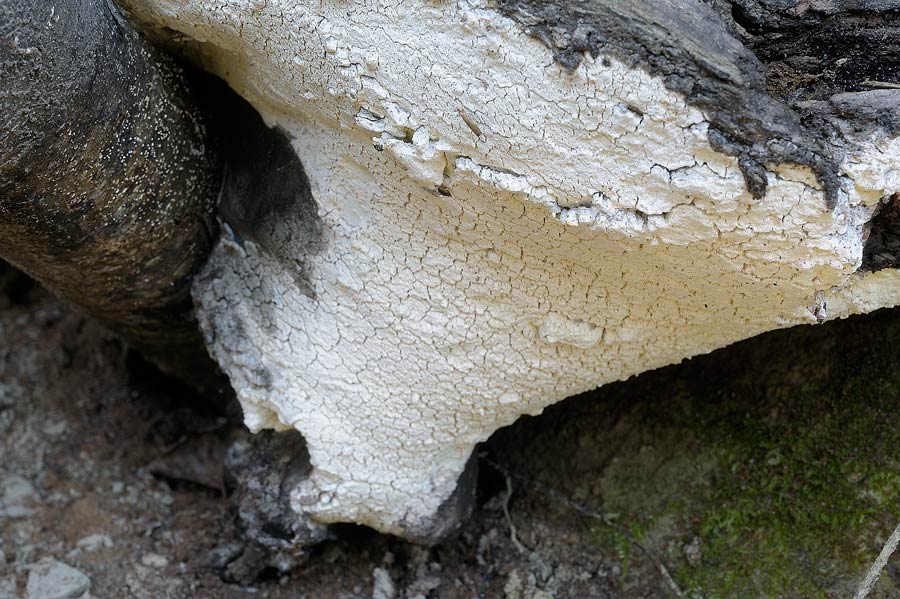 E'' sempre la solita Schizopora paradoxa?-foto8650 (Antrodia)