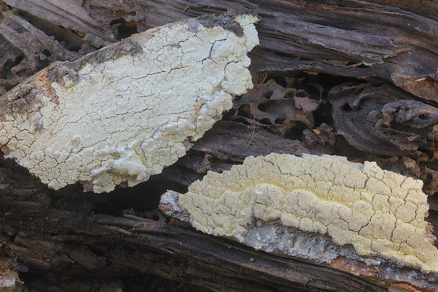 E'' sempre la solita Schizopora paradoxa?-foto8650 (Antrodia)