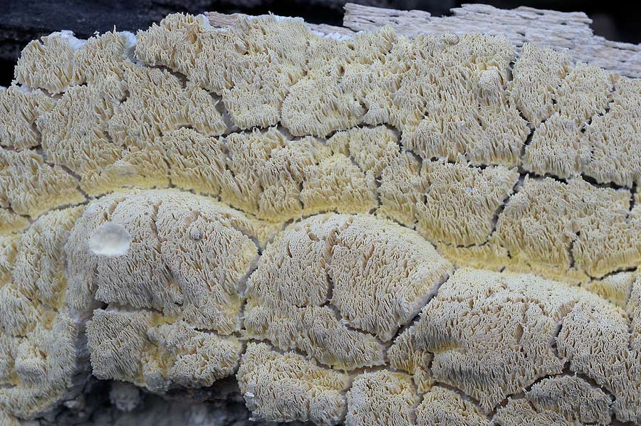 E'' sempre la solita Schizopora paradoxa?-foto8650 (Antrodia)