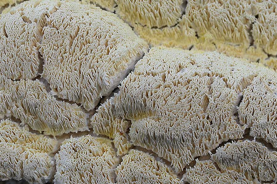 E'' sempre la solita Schizopora paradoxa?-foto8650 (Antrodia)