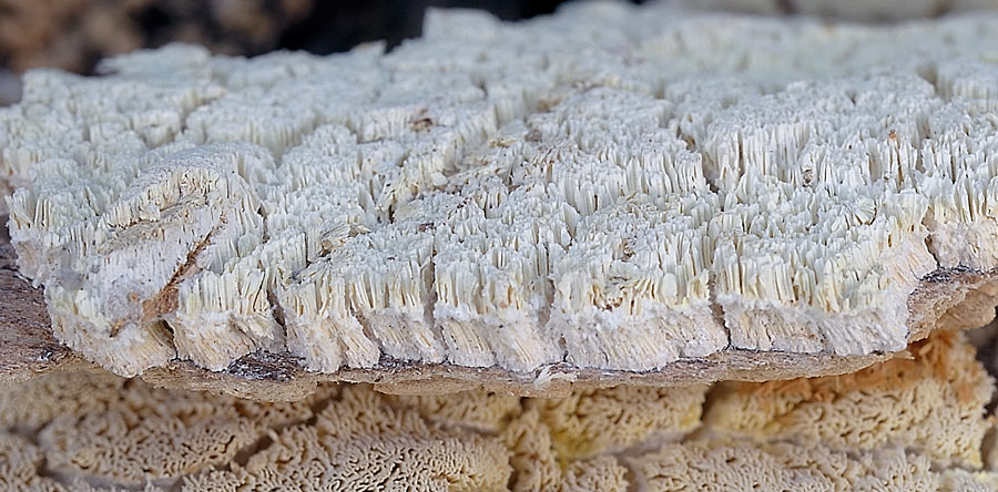 E'' sempre la solita Schizopora paradoxa?-foto8650 (Antrodia)