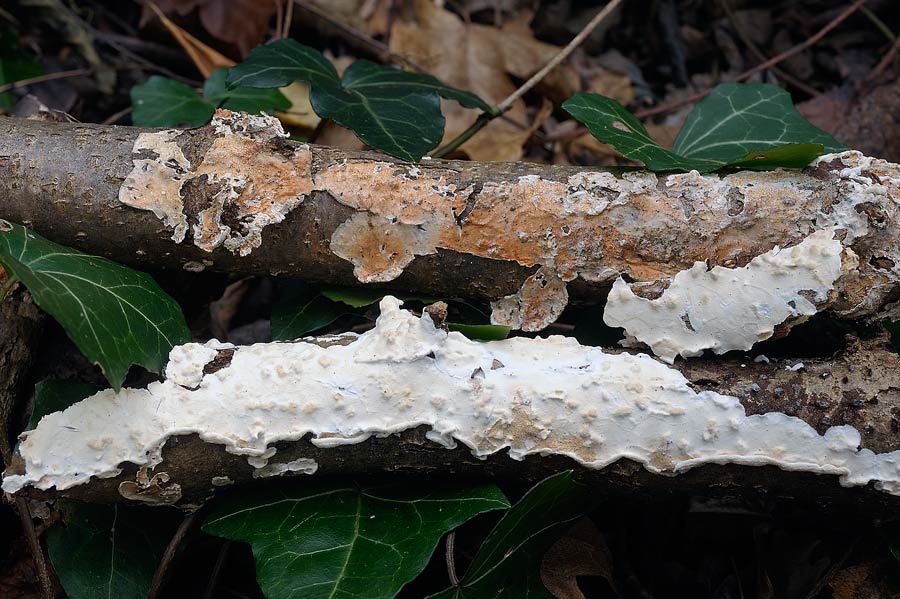 ... un Hyphoderma mutatum?-foto 8663 (Byssomerulius corium)