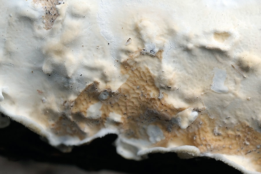 ... un Hyphoderma mutatum?-foto 8663 (Byssomerulius corium)