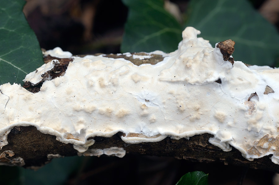 ... un Hyphoderma mutatum?-foto 8663 (Byssomerulius corium)