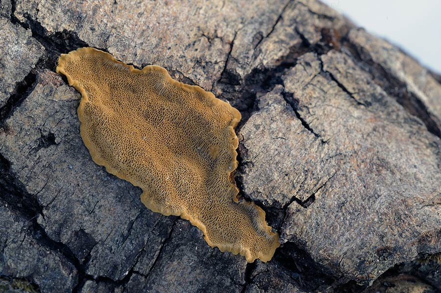 Una crostra ocracea - foto 9270 (Phellinus conchatus)