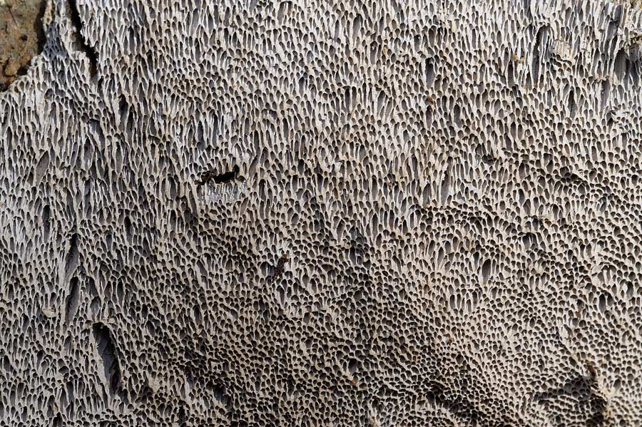 Sempre e solo Schizophora paradoxa? foto 9315