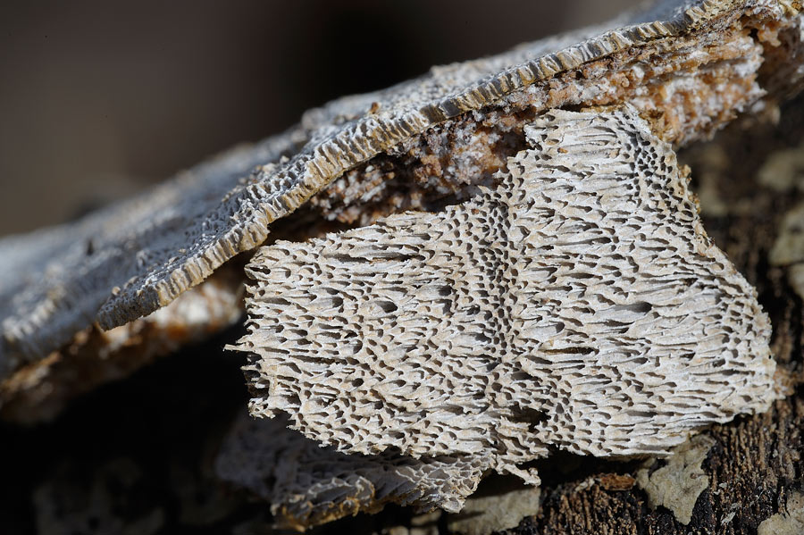 Sempre e solo Schizophora paradoxa? foto 9315