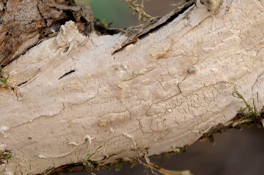Amylostereum laevigatum su ginepro secco - foto 9386