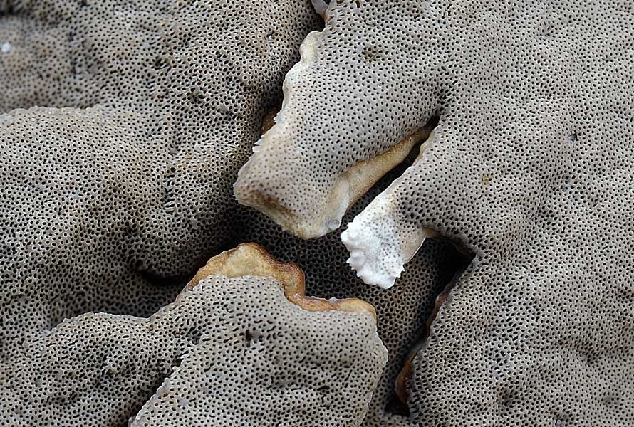 Penso a Bjerkandera adusta - foto 7954