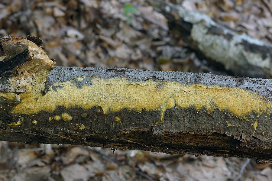 Crosta a ...denti gialli - foto 7355 (Mycoacia uda)