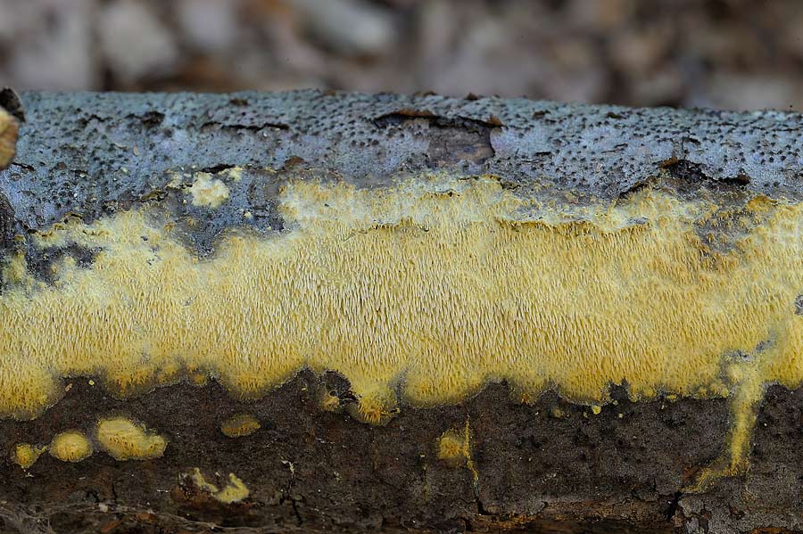 Crosta a ...denti gialli - foto 7355 (Mycoacia uda)