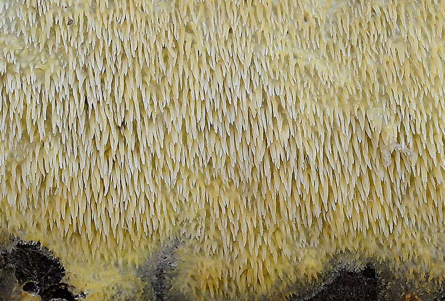 Crosta a ...denti gialli - foto 7355 (Mycoacia uda)