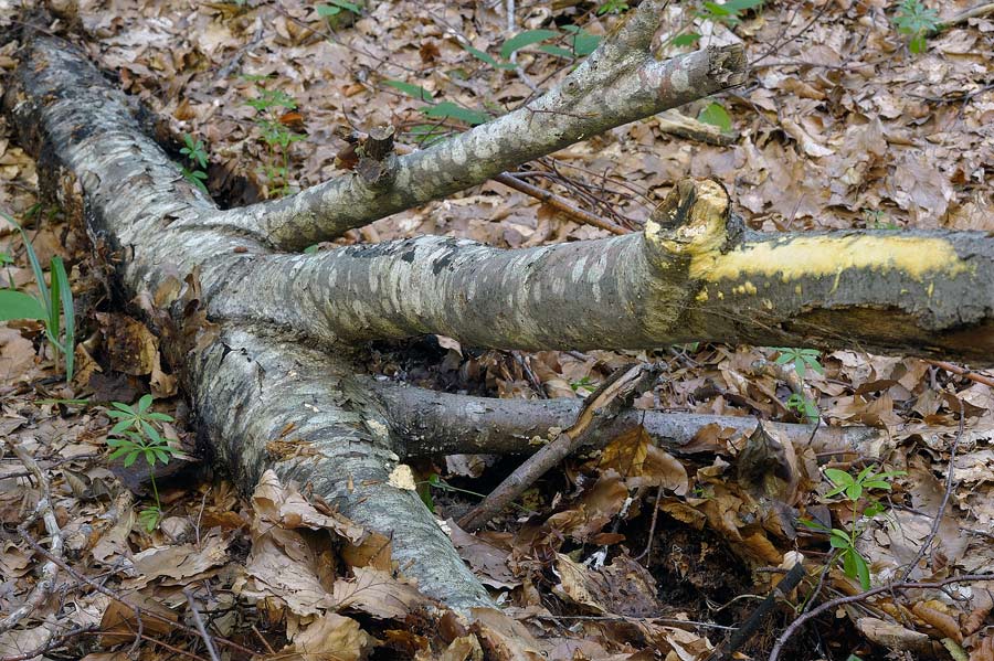 Crosta a ...denti gialli - foto 7355 (Mycoacia uda)