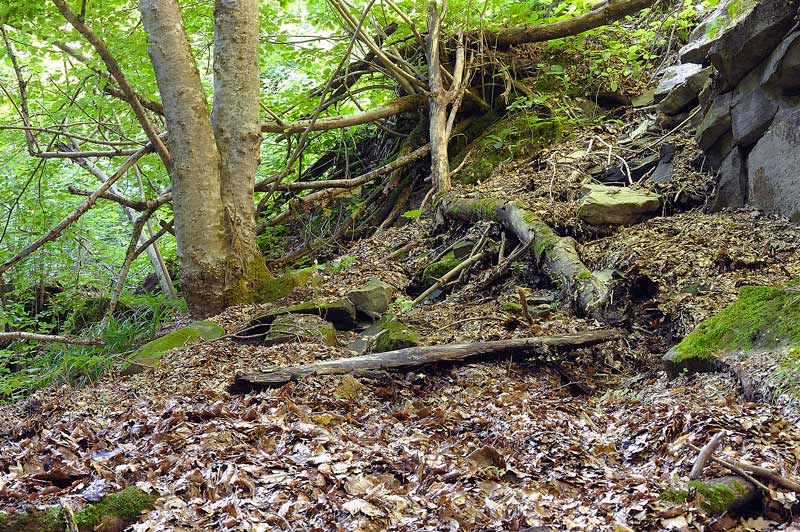 Crosta marrone - foto 1963 (Hypoxylon rubiginosum)