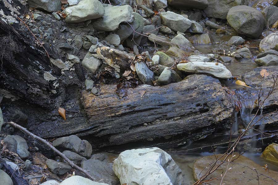 Cr.biancastra su legno bagnato-foto7323(Rigidoporus undatus)