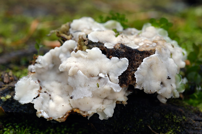 Forse una Postia - foto 1507 (Physisporinus vitreus)