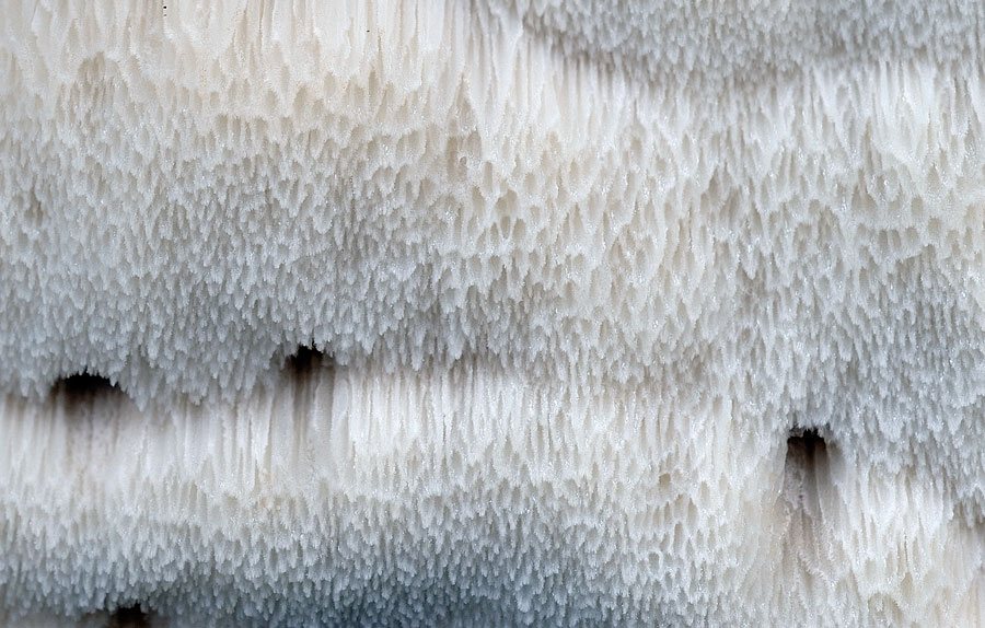 Bella,candida,soffice..-foto8612 (Parmastomyces mollissimus)