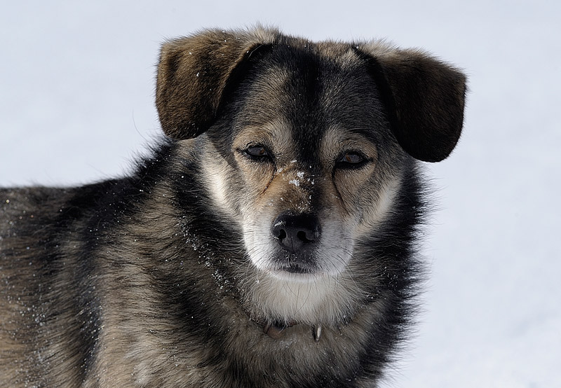 Sicuro una crosta foto 3888 e forse un lichene foto 3824