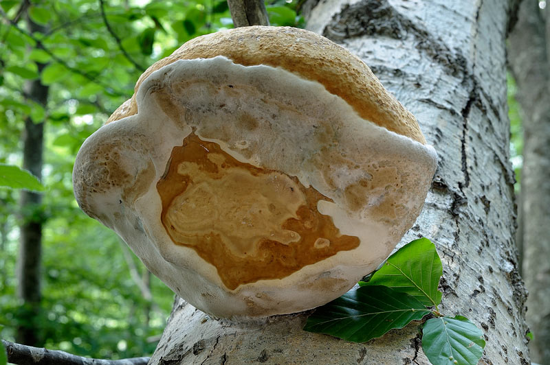 Fomes....guardate quant''è bello (Fomes fomentarius)