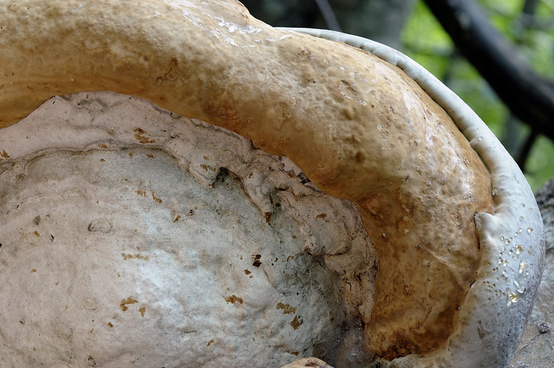 Fomes....guardate quant''è bello (Fomes fomentarius)