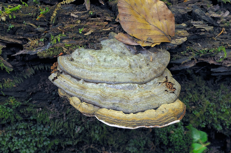 Ganoderma? -  foto 1971 (Ganoderma applanatum)