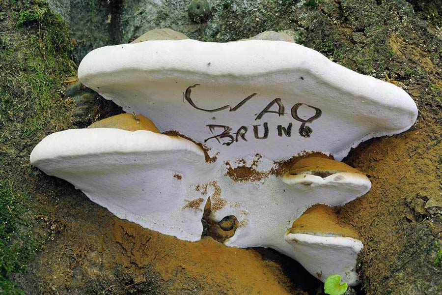 Con aculei su faggio - foto 1319 (Steccherinum ochraceum)