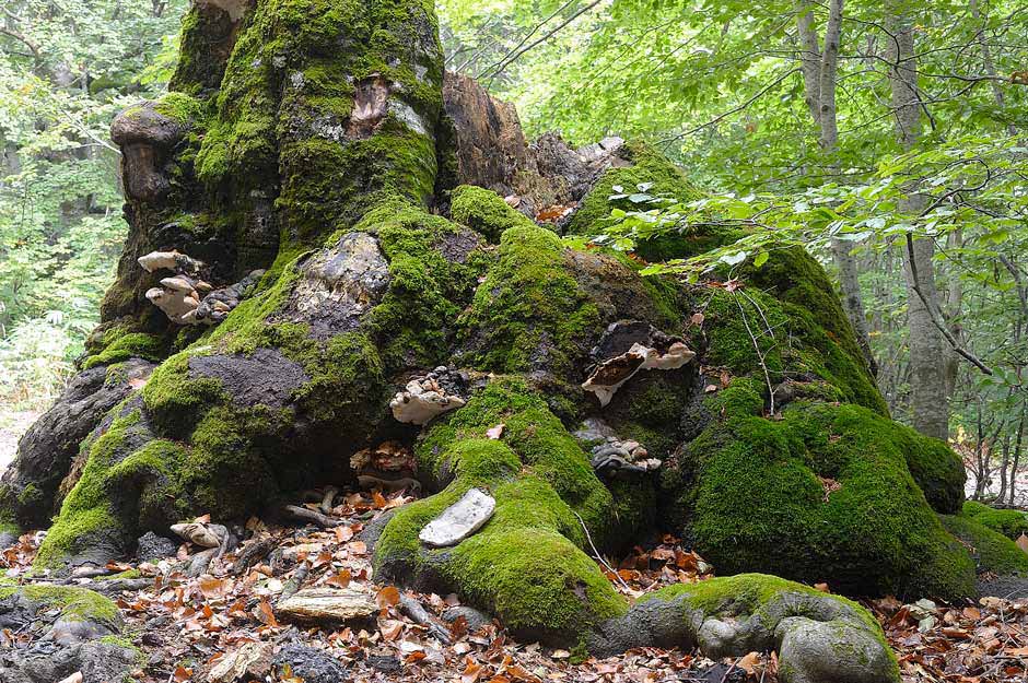 Un Ganoderma per Marco - foto 7123 (Ganoderma pfeifferi)