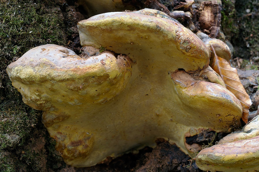 Un Ganoderma per Marco - foto 7123 (Ganoderma pfeifferi)