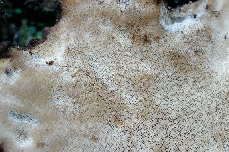Penso a Ischnoderma benzoinum - foto 1871 (I. benzoinum)